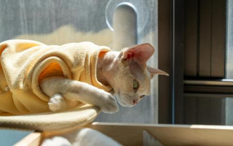 2026年租用阿里云GPU服务器：新手必看的5个省钱技巧与配置指南