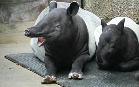 2026年学生必看：5款高性价比GPU云服务器推荐与省钱攻略