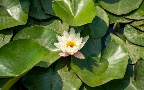 2026年苏州GPU云服务器租赁指南：如何选择最适合你的高性能方案