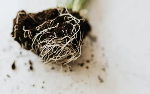 阿里云机顶盒root教程曝光：3分钟解锁高级权限秘诀