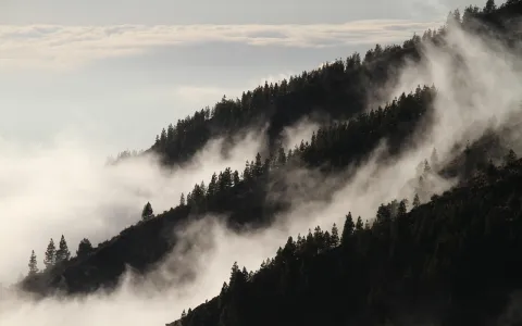 阿里山的云雾特点究竟有哪些迷人之处？