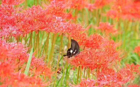 腾讯云的分布式系统：从架构演进到企业落地实践