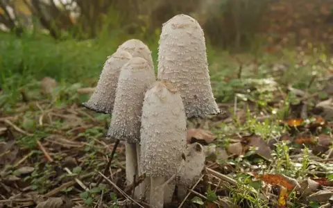 腾讯云可备案域名后缀名有哪些？一文讲清选择逻辑与实操要点