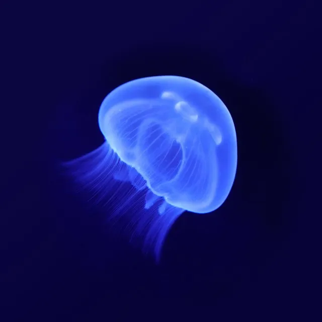 人鱼之海牢物怪腾讯云：奇幻叙事与技术想象的双重解读
