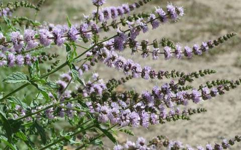 云缨最像腾讯动漫中的谁？从性格到成长线深度解析