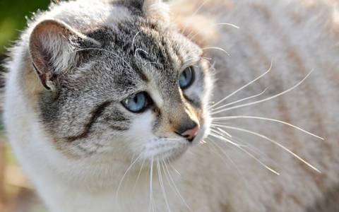 用腾讯云IM服务器要求详解：8个关键配置与落地步骤