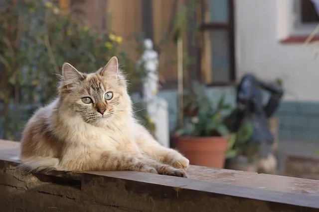 腾讯云福星高照猪八戒:一场IP联名背后的云营销新逻辑