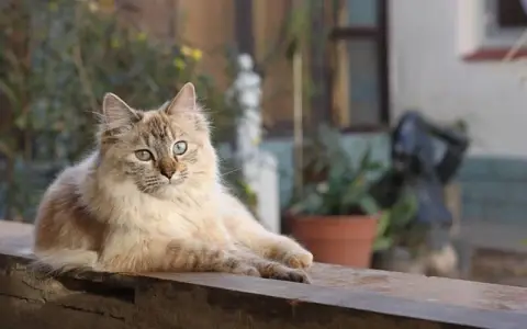 腾讯云福星高照猪八戒：一场IP联名背后的云营销新逻辑