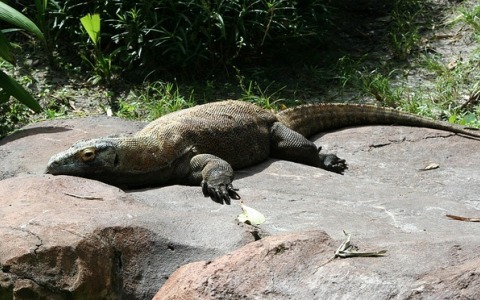 阿里云服务器分辨率太低，究竟该怎么调才合适？