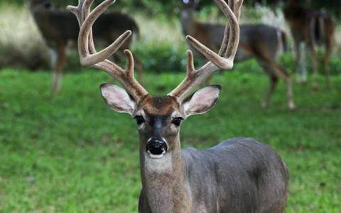 云服务器有显卡吗？一文讲透GPU云主机怎么选