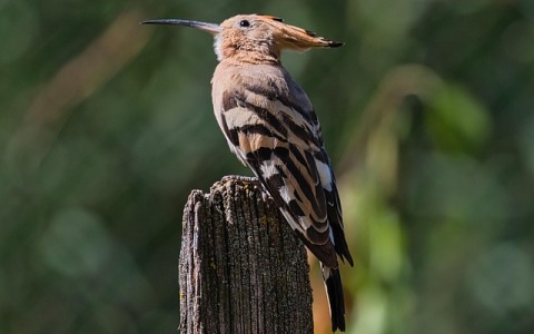 腾讯云同账号服务器迁移怎么做？一文讲透流程、风险与实战